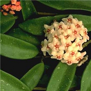 Hoya Carnosa